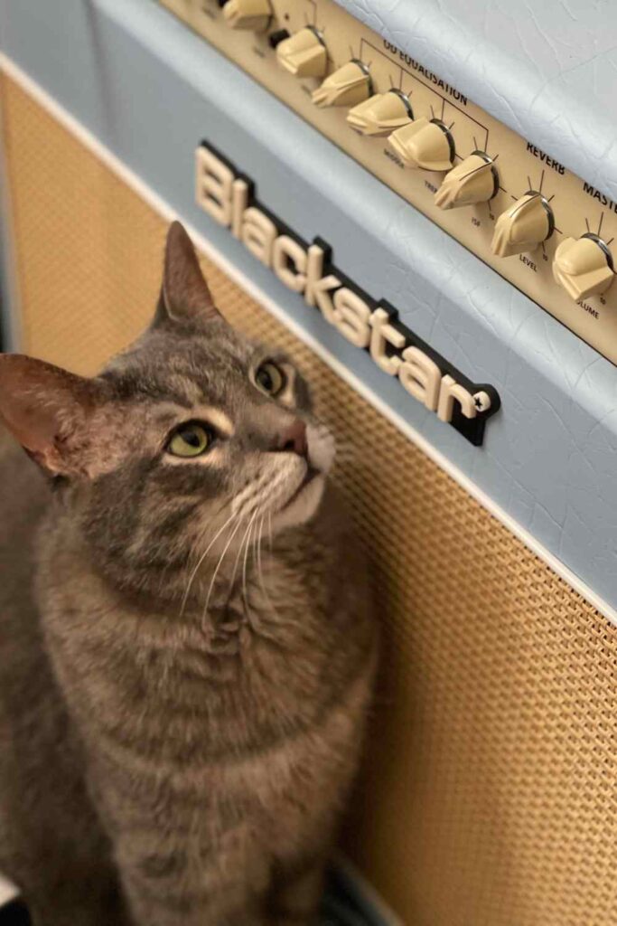 cat staring at a blackstar guitar amp without a cover
